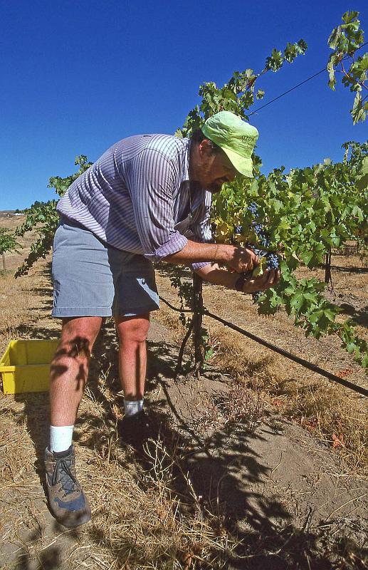 1996-10 Harvest at Tapteil 04.jpg